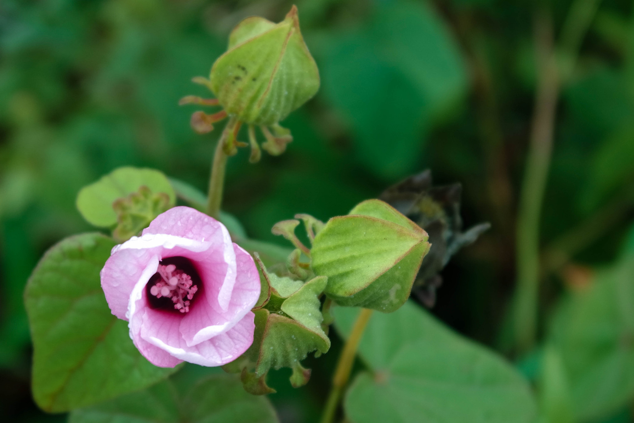 Samsung NX3000 sample photo
