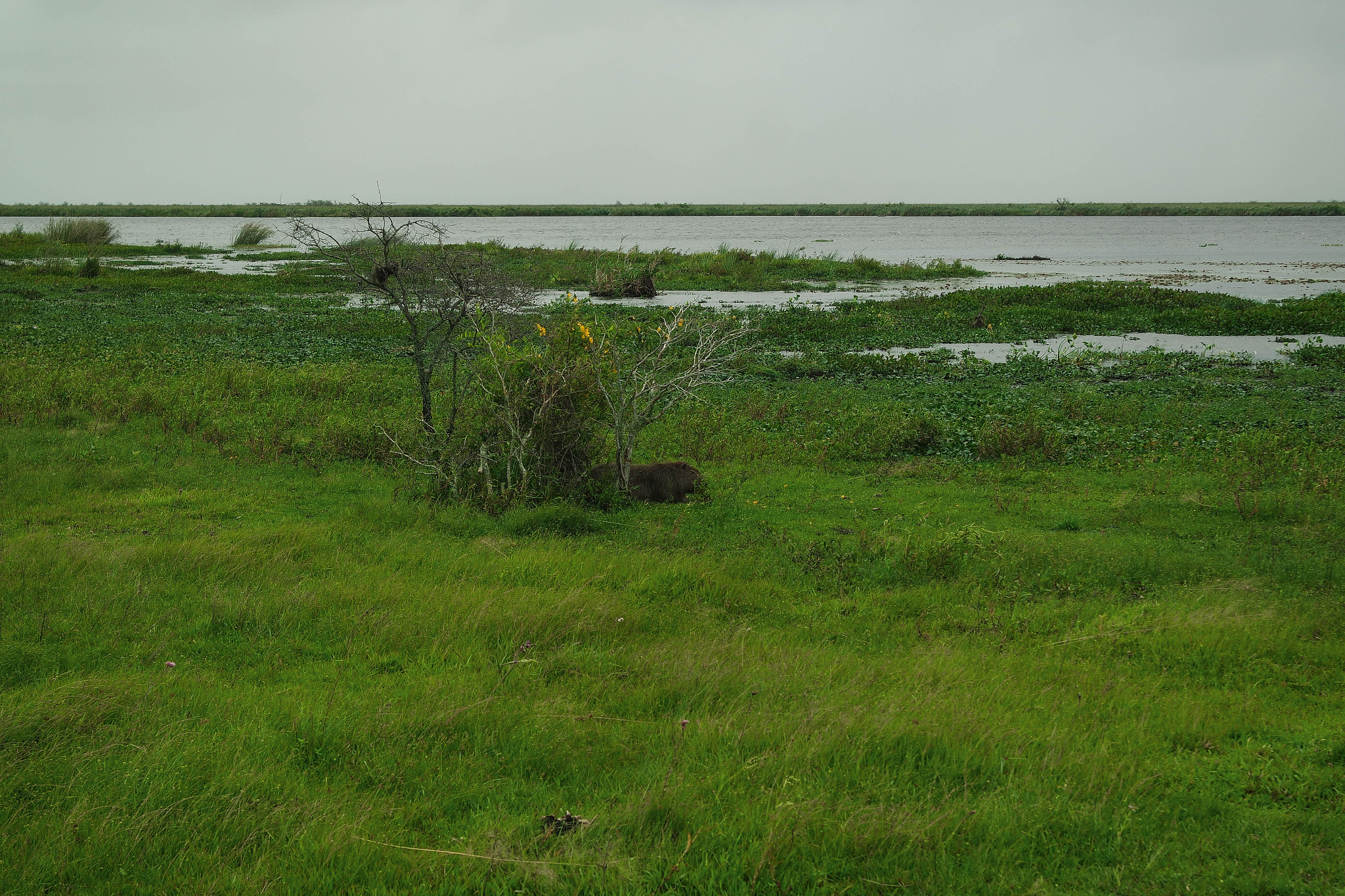 Samsung NX3000 sample photo