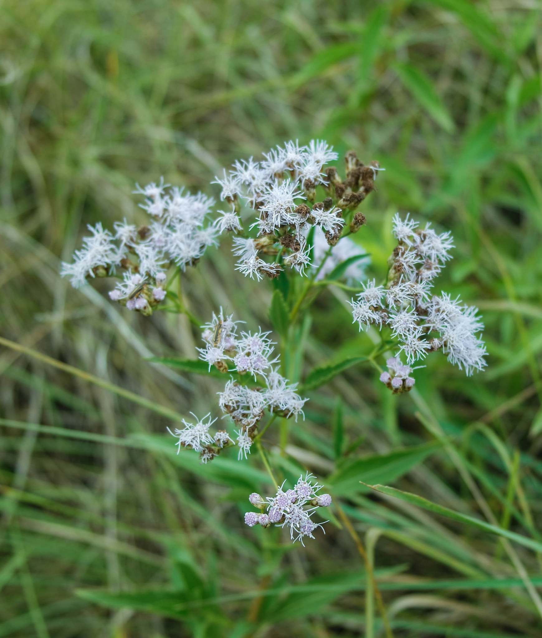 Samsung NX3000 sample photo