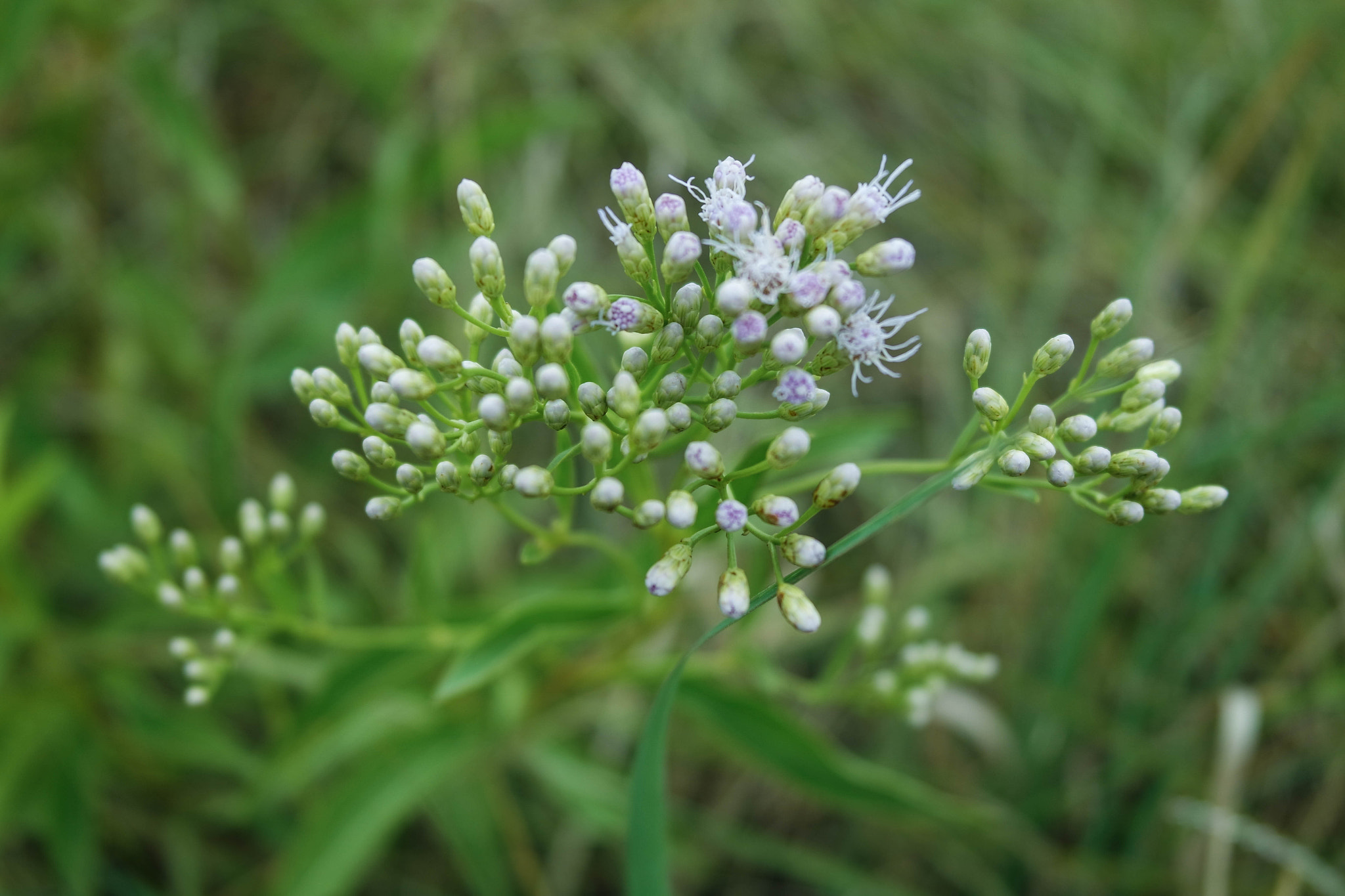 Samsung NX3000 sample photo