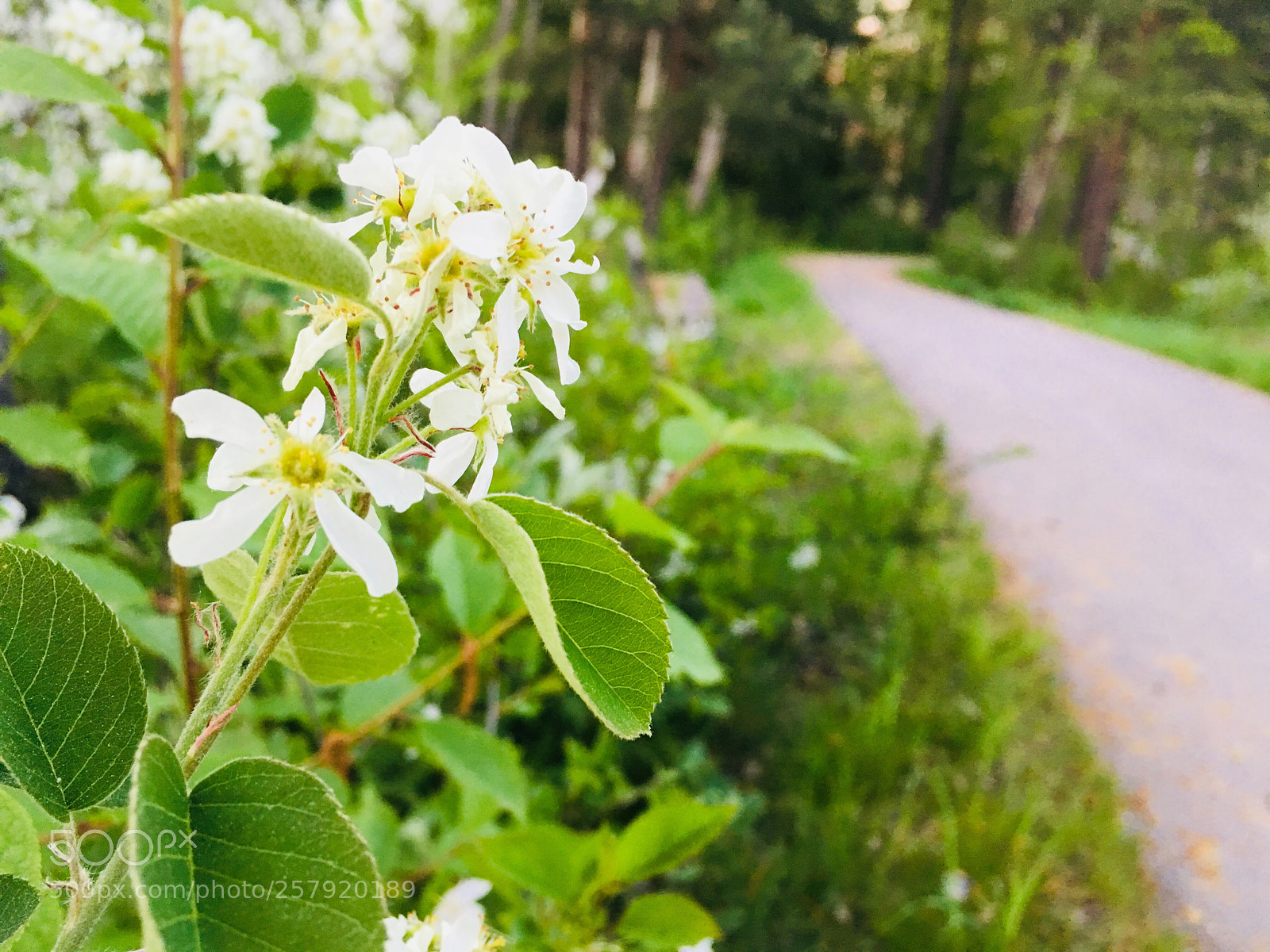 Apple iPhone 6s sample photo. Untitled photography