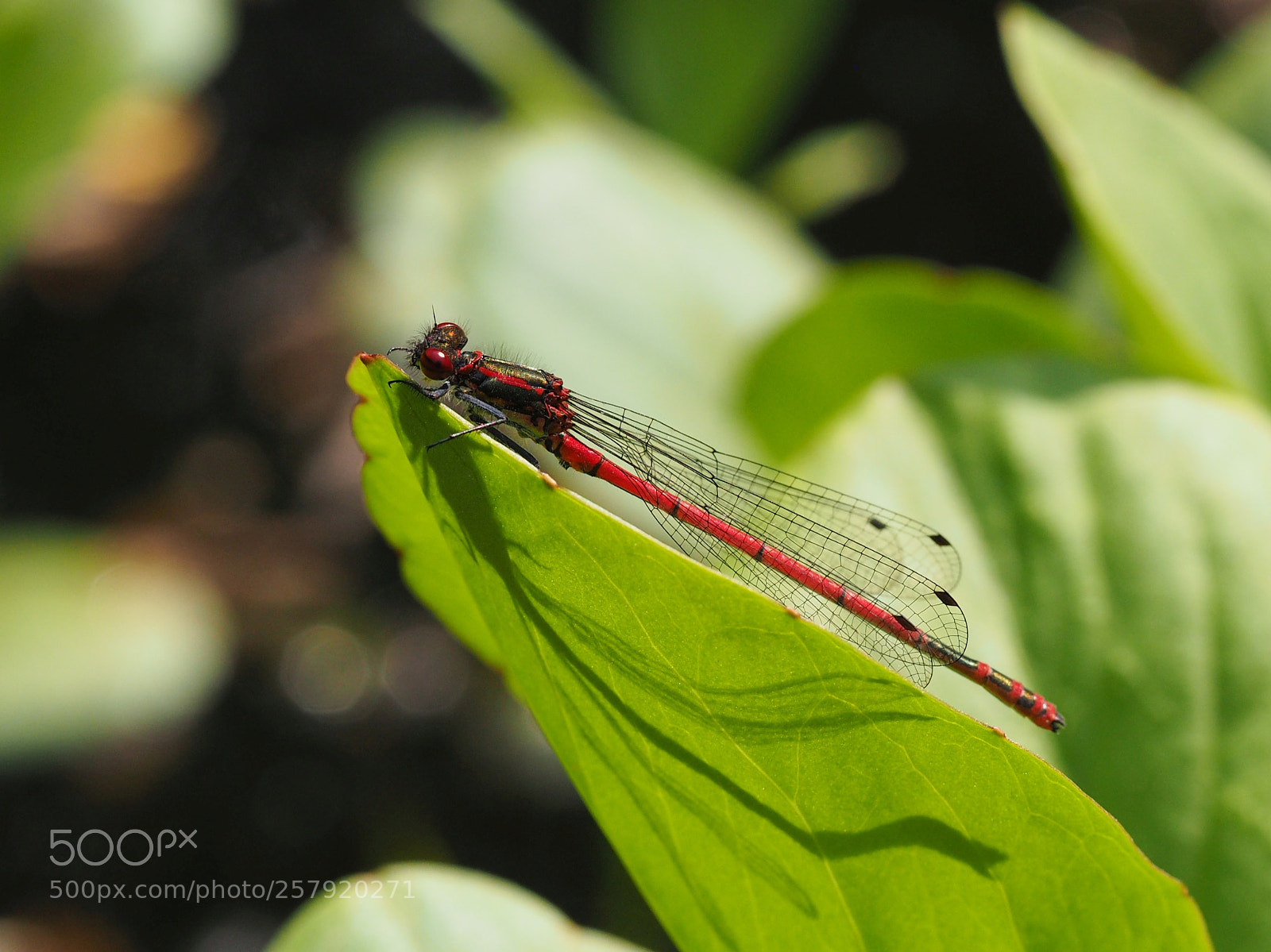 Olympus OM-D E-M10 sample photo. Large red damsel photography