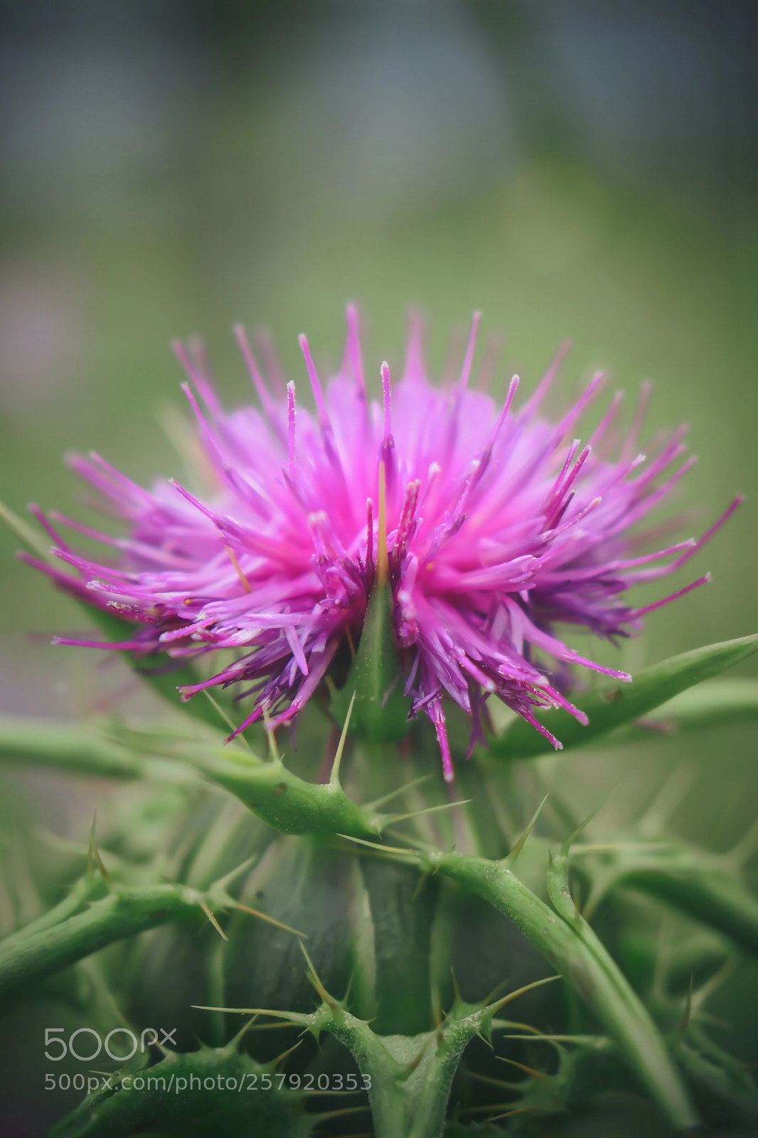 Nikon D3400 sample photo. Flower with thorns photography