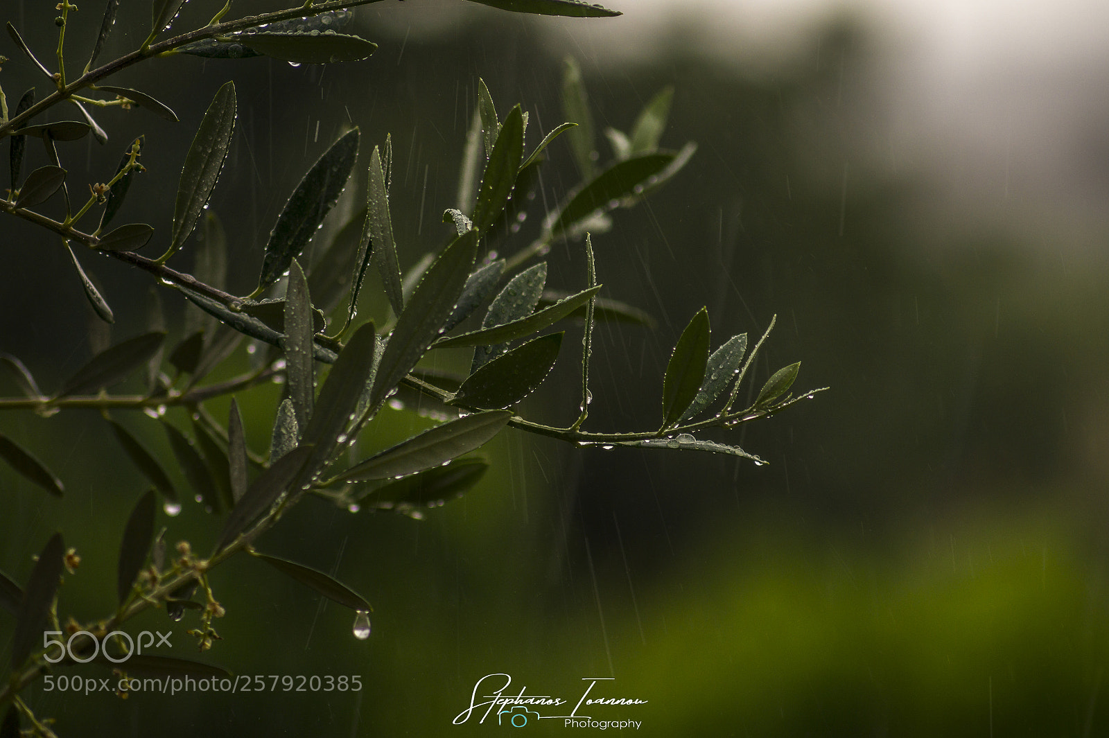 Sony SLT-A58 sample photo. Raining at ponderosa horse photography