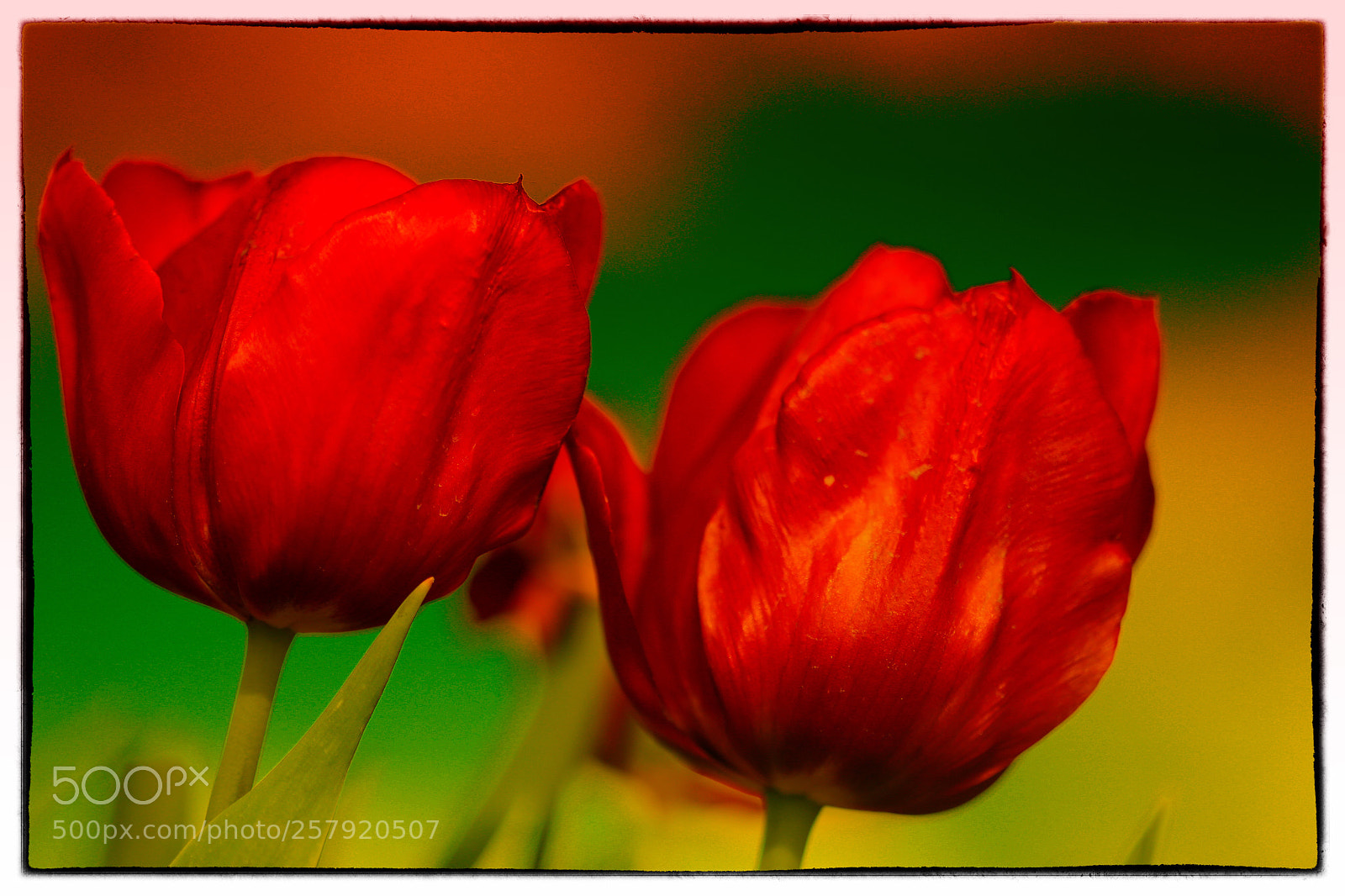 Canon EOS 6D sample photo. Red photography