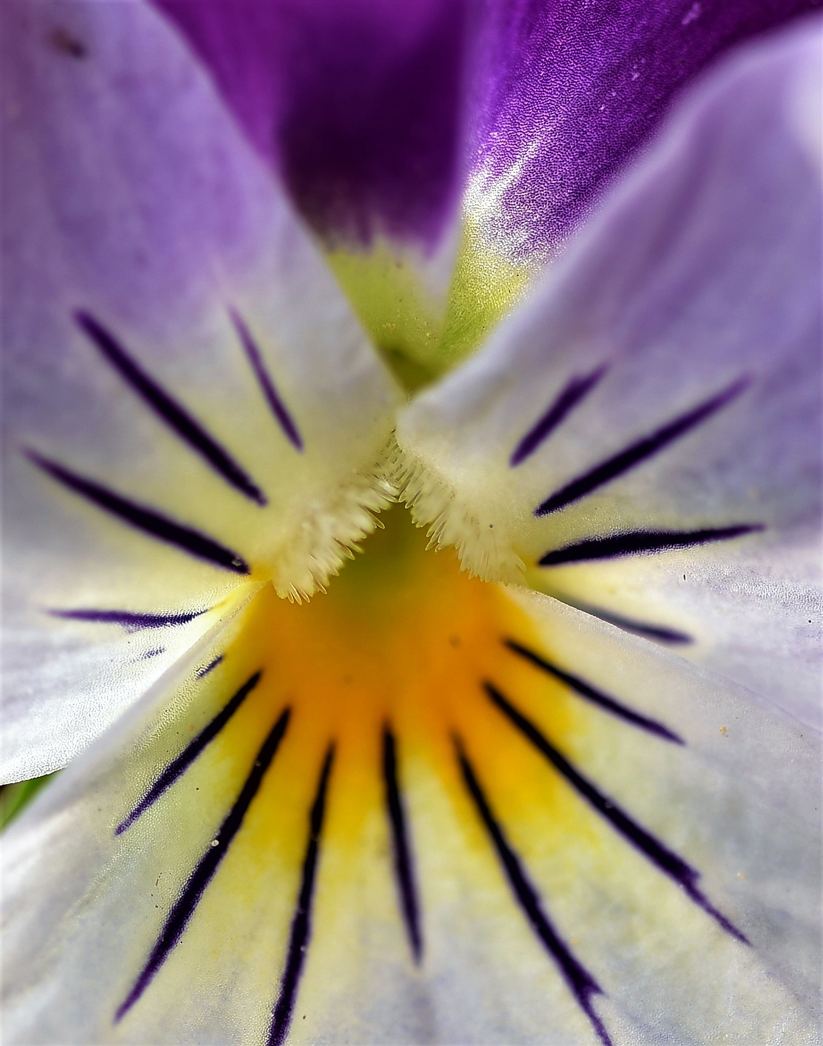 Nikon D750 + Sigma 105mm F2.8 EX DG OS HSM sample photo. Flowers / blumen  /  Çiçek photography