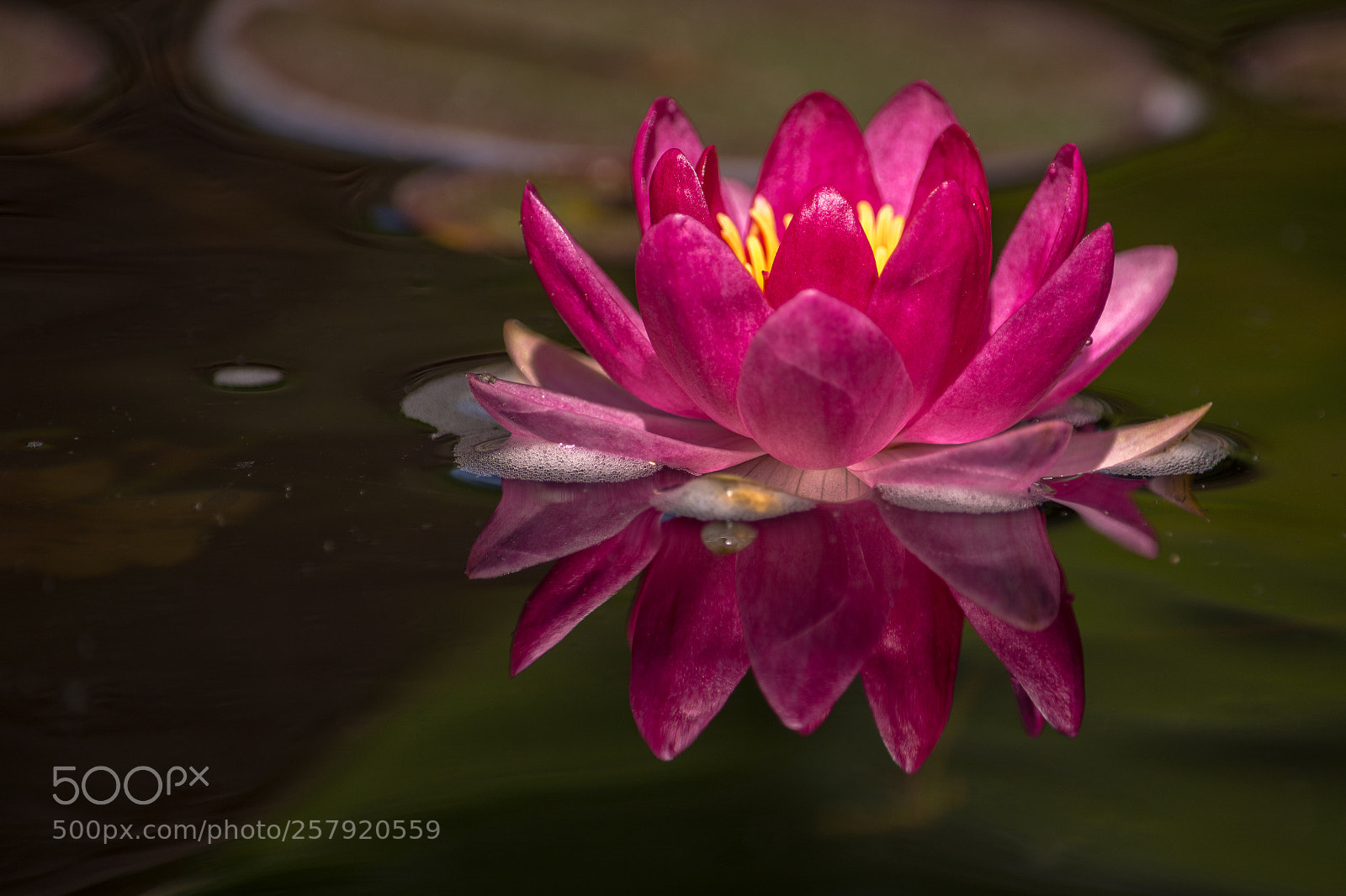 Nikon D7100 sample photo. Floating beauty photography