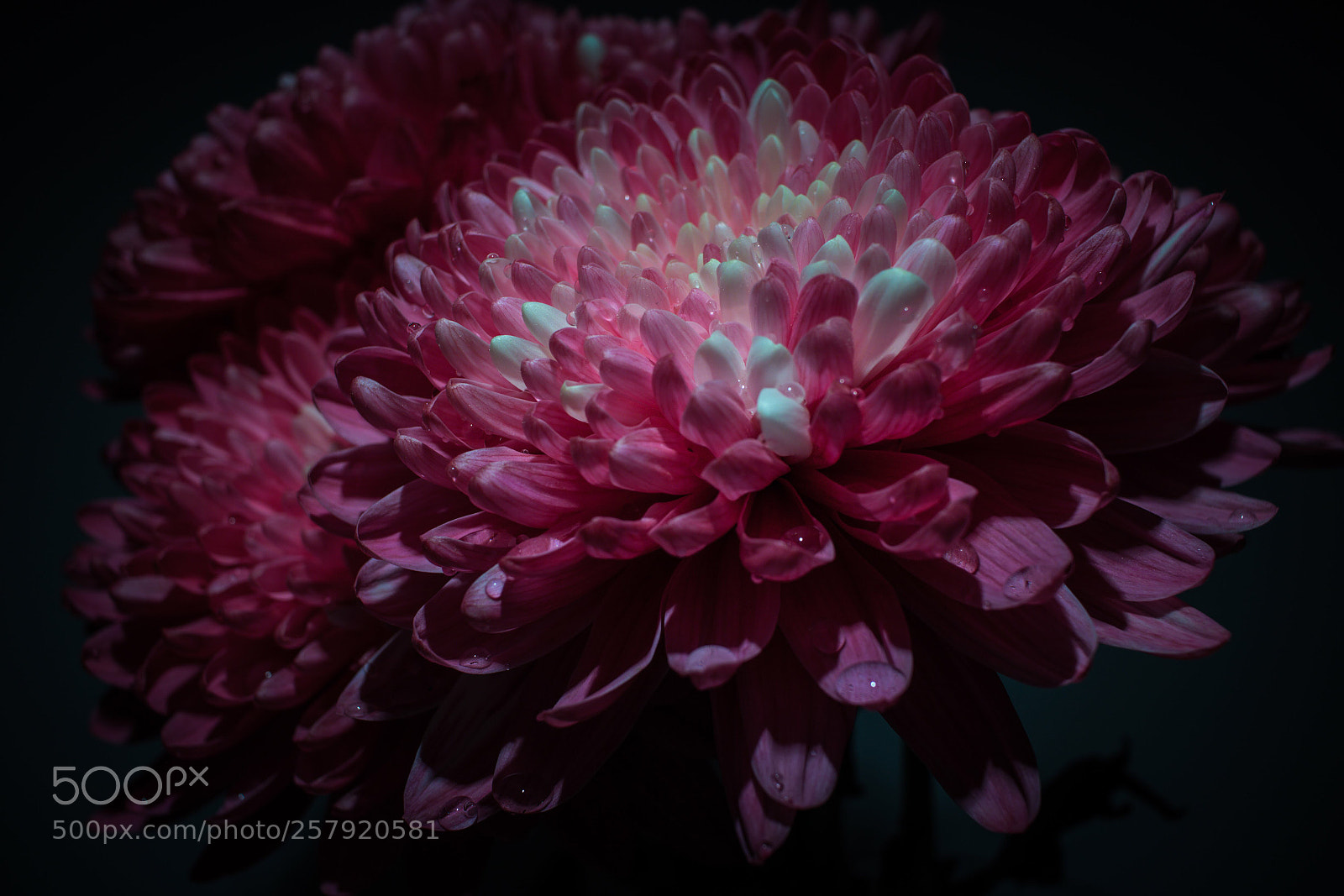 Canon EOS 750D (EOS Rebel T6i / EOS Kiss X8i) sample photo. Petals  photography