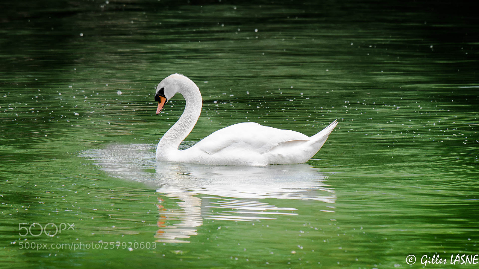 Nikon D750 sample photo. Cygne photography