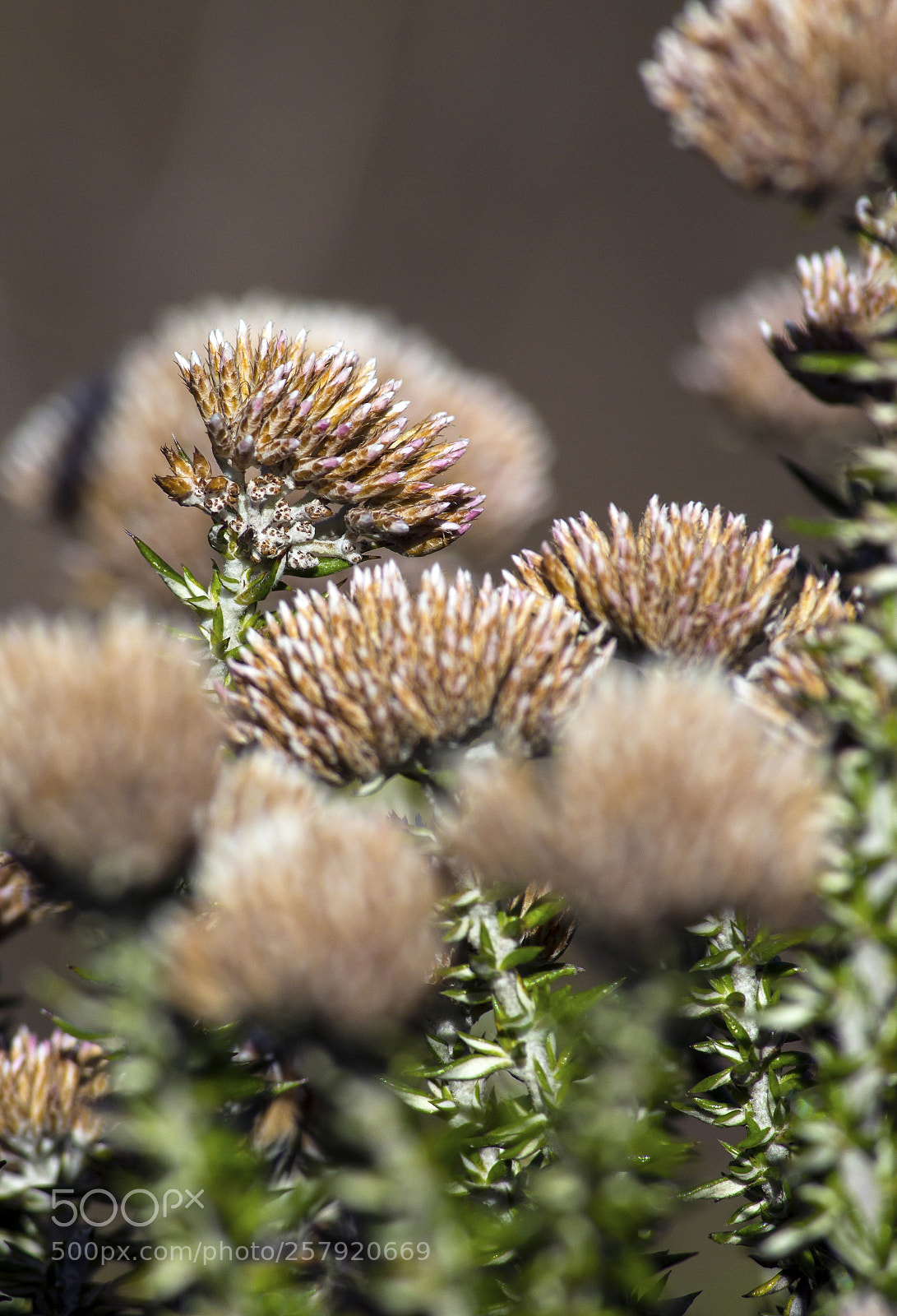 Canon EOS 600D (Rebel EOS T3i / EOS Kiss X5) sample photo. African autumn blooms photography