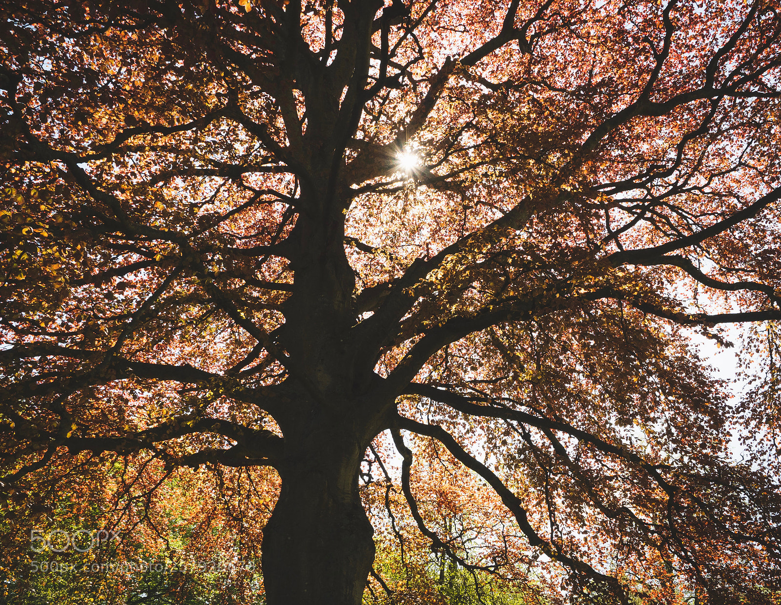 Olympus OM-D E-M1 Mark II sample photo. Red shade photography