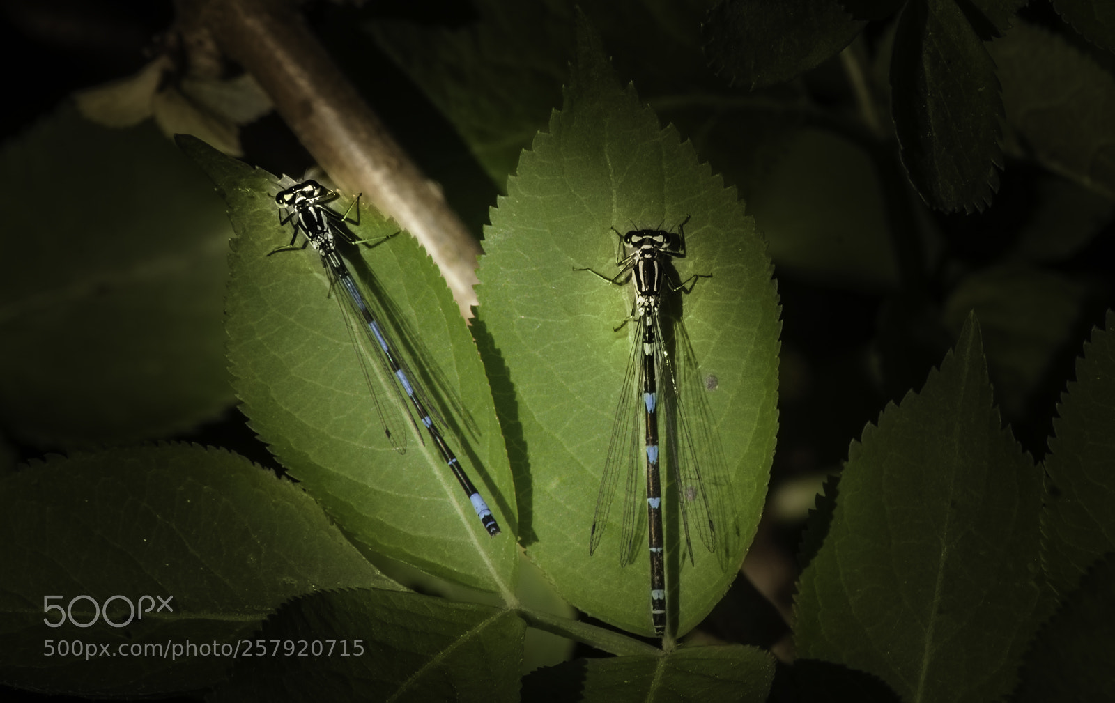 Nikon D5000 sample photo. Dragonfly duo photography