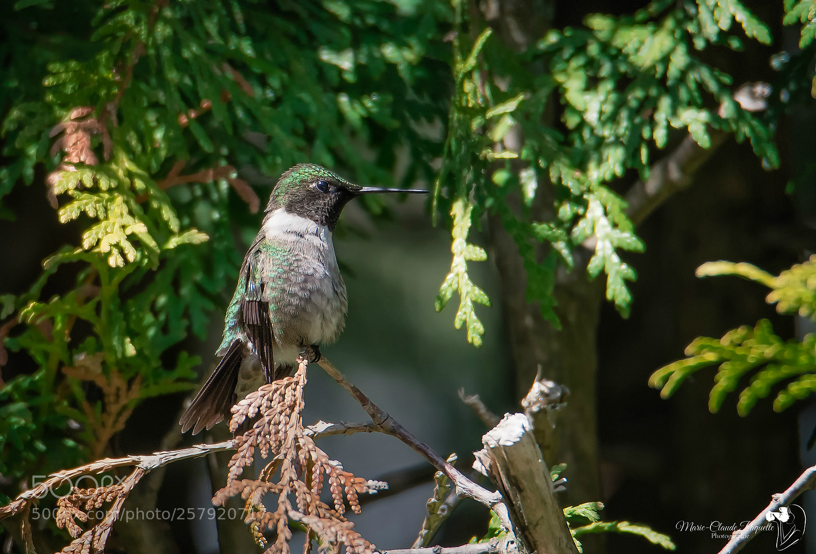 Nikon D500 sample photo. Colibri photography