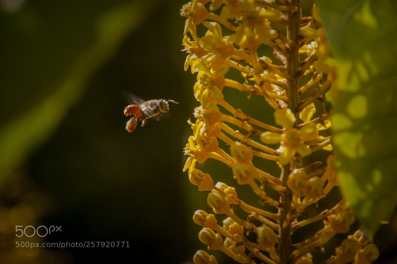 Nikon D300 sample photo. Bee photography