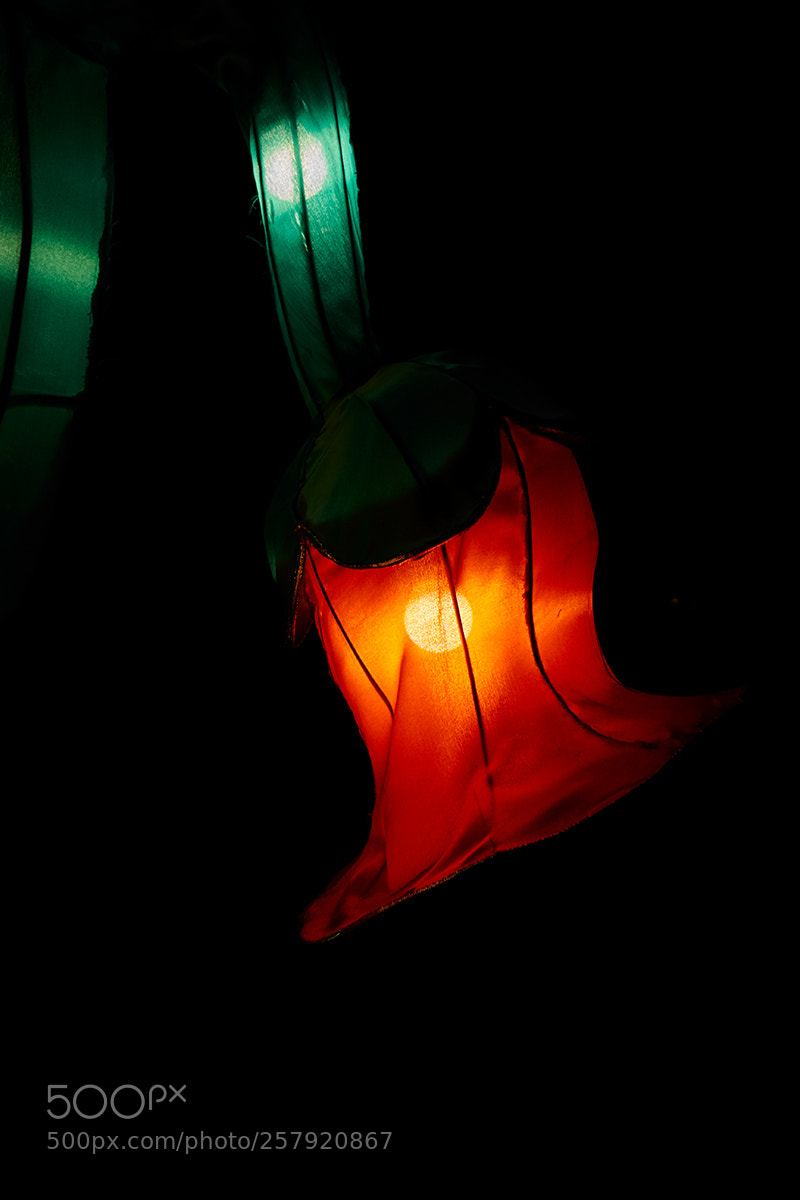 Panasonic Lumix DMC-GX8 sample photo. Red ... photography