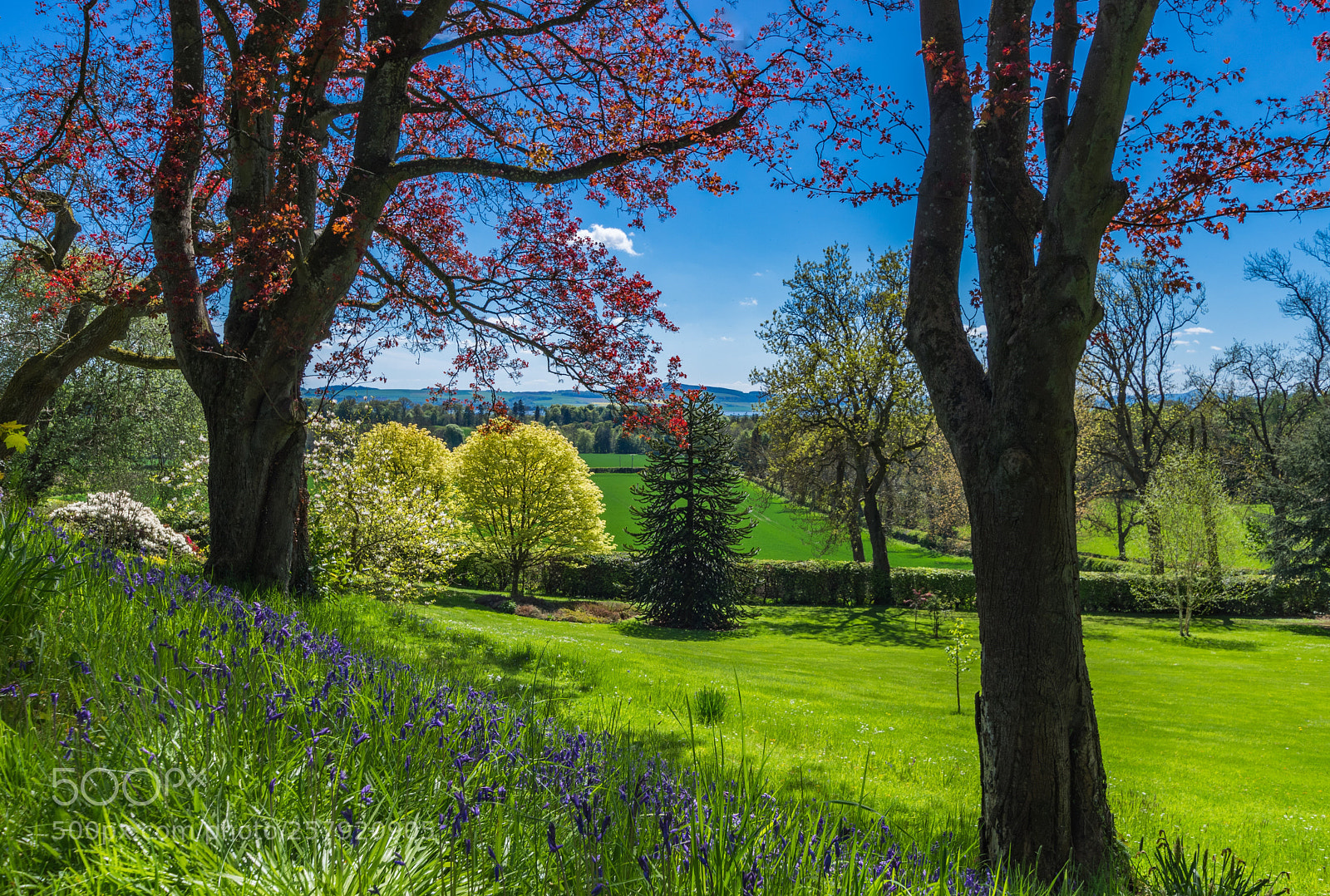 Pentax K-3 sample photo. Tree garden photography