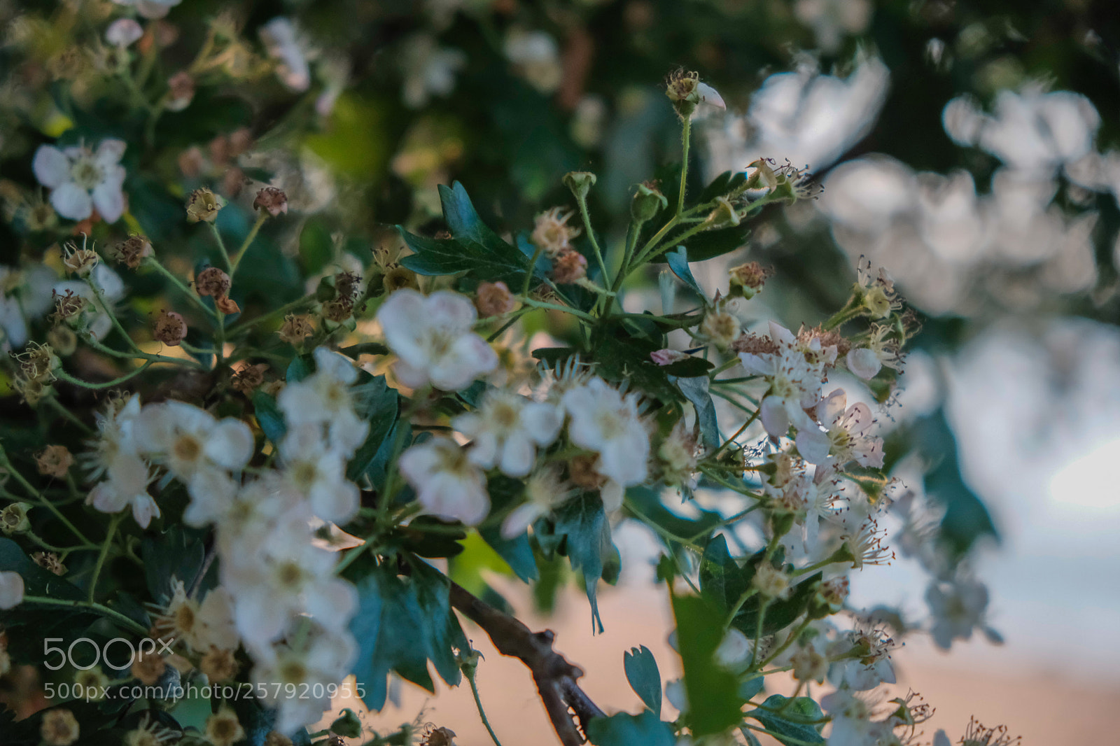 Fujifilm X-H1 sample photo. First day with the photography