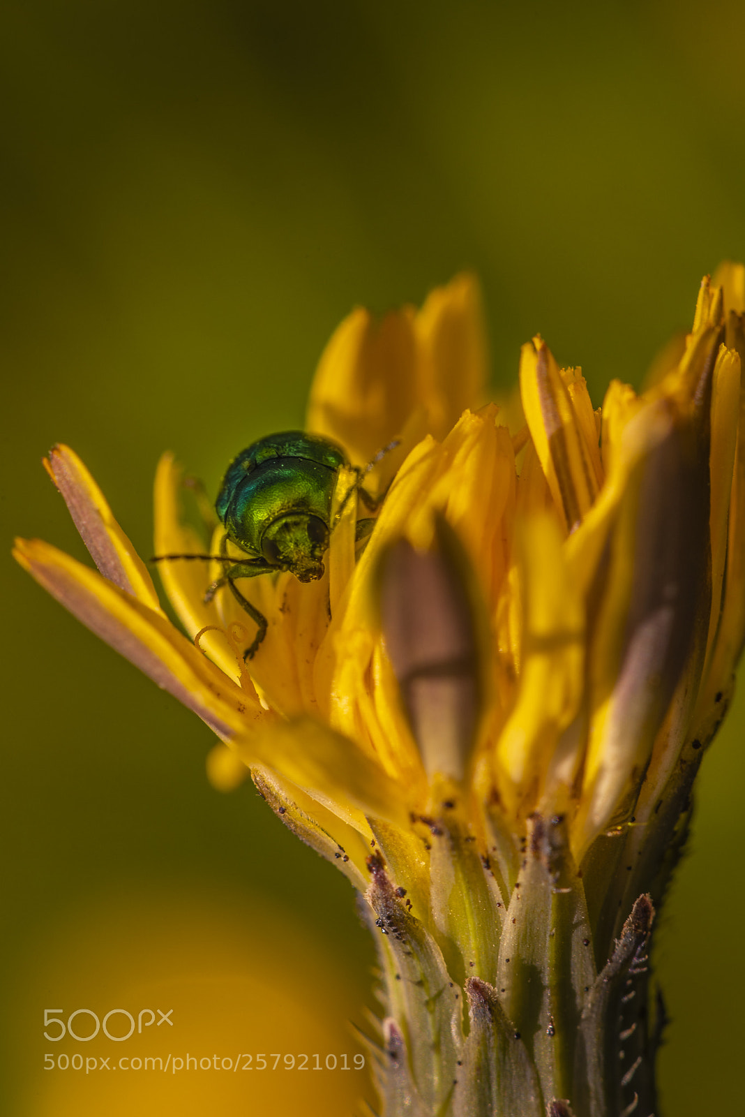 Nikon D750 sample photo. Flashing photography