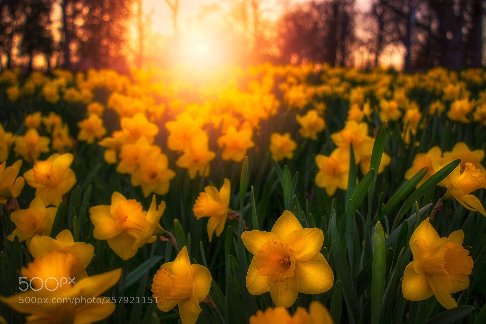 Canon EOS 7D Mark II sample photo. Floral sunset photography