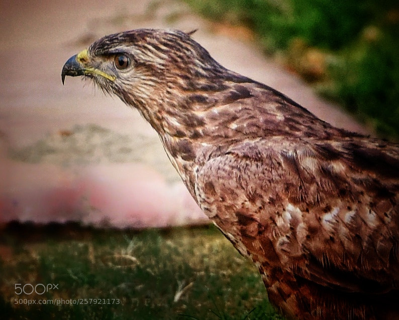 Nikon D810 sample photo. My new friend photography