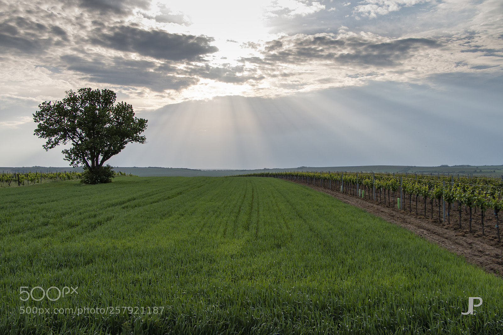 Canon EOS 70D sample photo. Wenn die sonnenstrahlen die photography