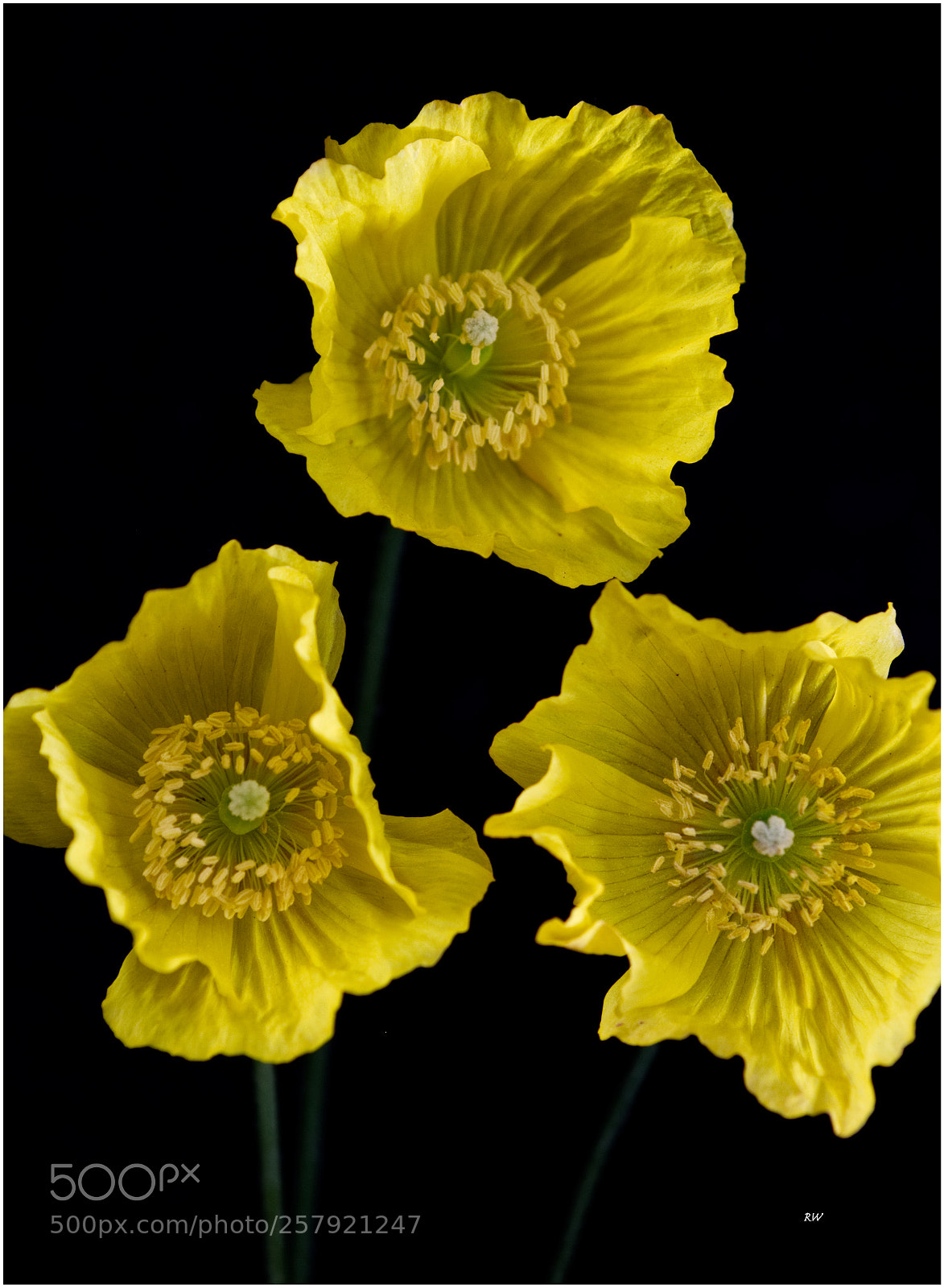 Canon EOS 7D sample photo. Meconopsis cambricum photography