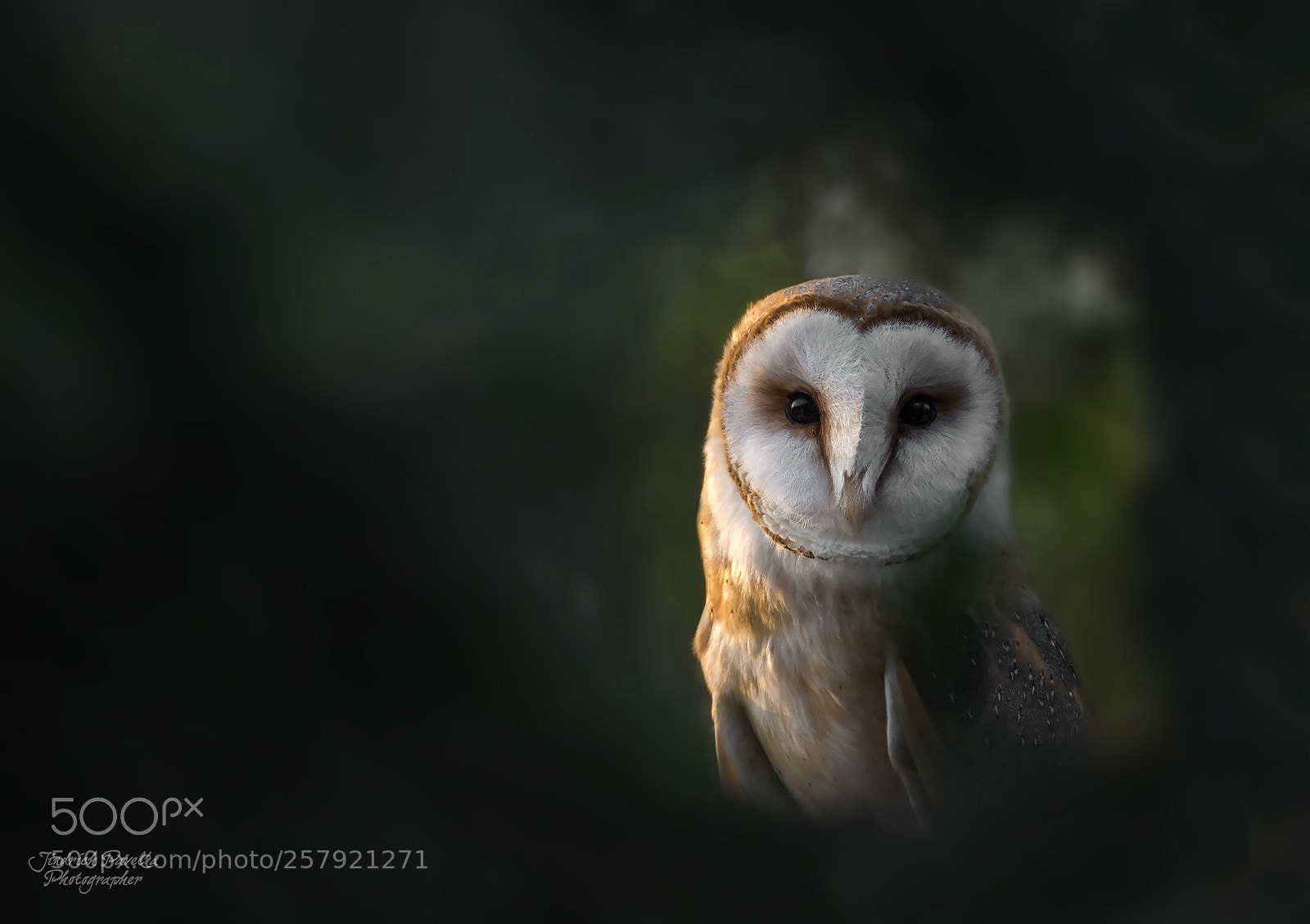 Canon EOS 100D (EOS Rebel SL1 / EOS Kiss X7) sample photo. Common barn owl tyto photography