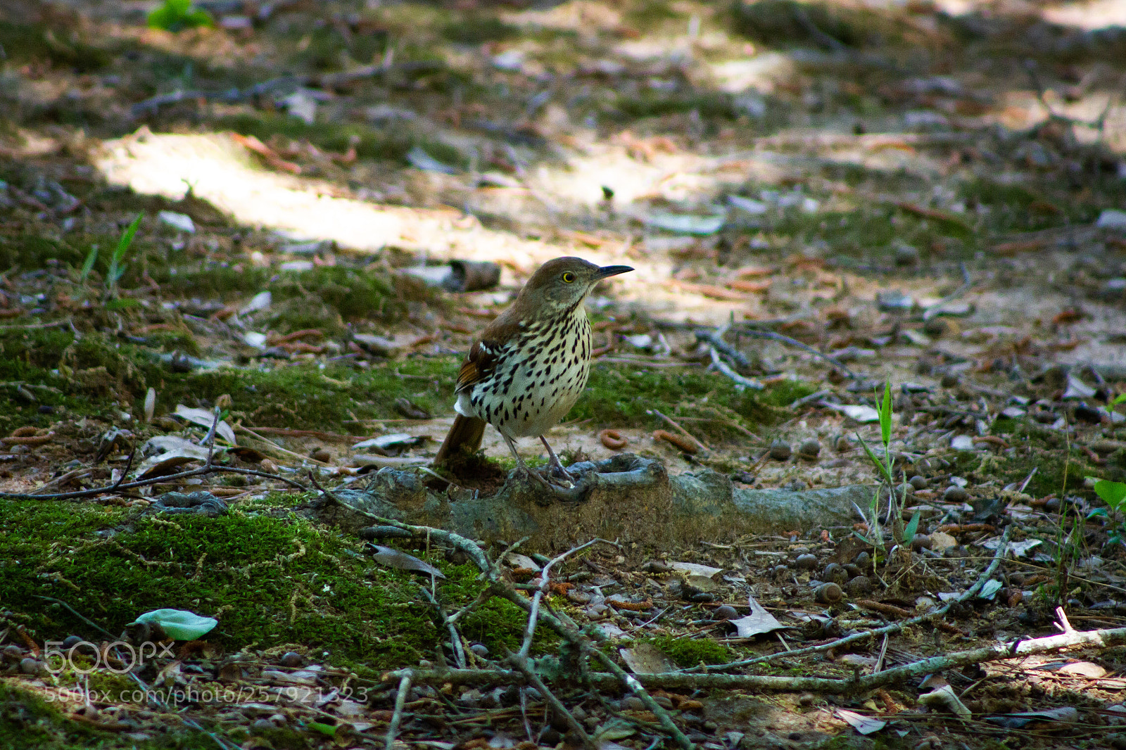 Canon EOS 7D sample photo. Untitled photography