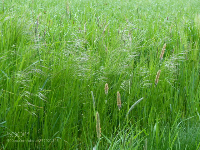 Panasonic Lumix DMC-FZ200 sample photo. Prairie photography
