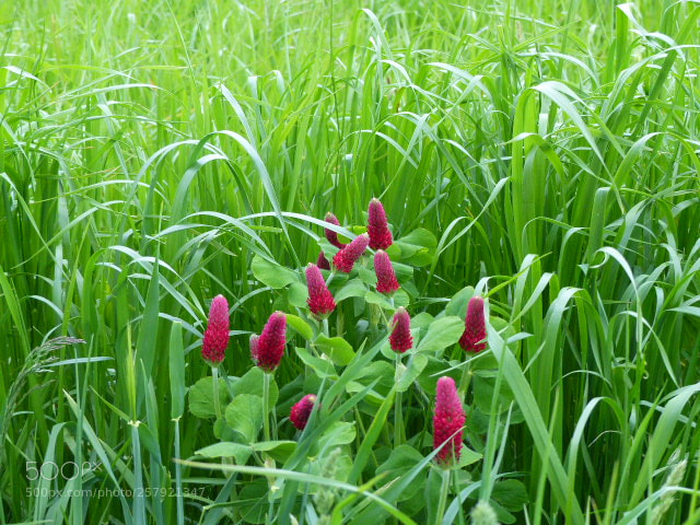 Panasonic Lumix DMC-FZ200 sample photo. Trèfle 1 photography