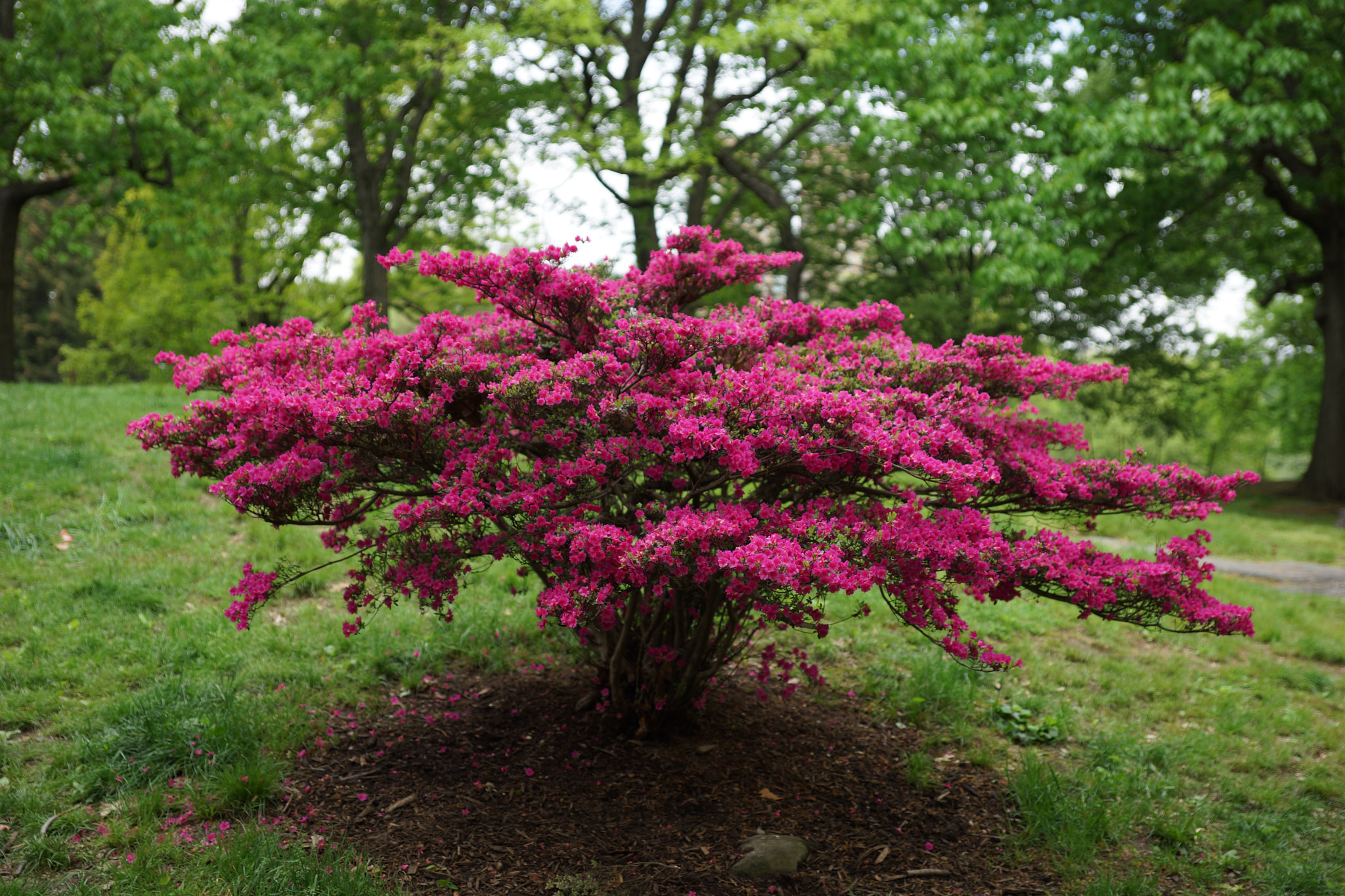 Hasselblad HV sample photo. New york central park photography