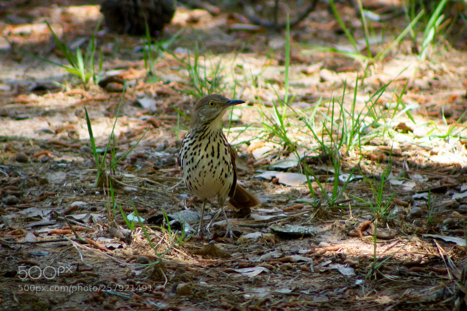 Canon EOS 7D sample photo. Untitled photography