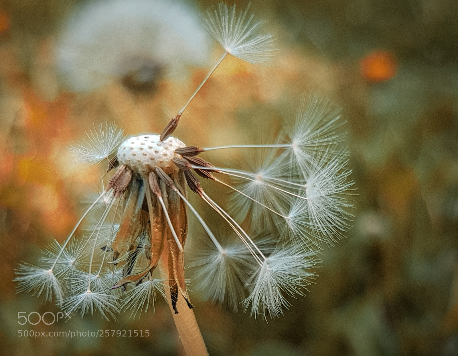 Samsung Galaxy S8 sample photo. Dandelion photography