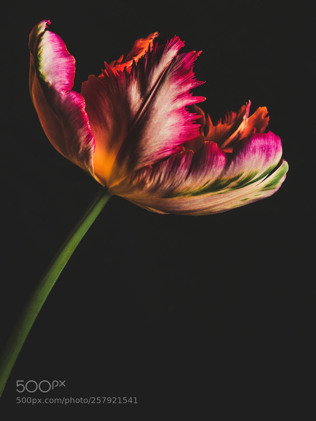 Fujifilm GFX 50S sample photo. A lone parrot tulip photography