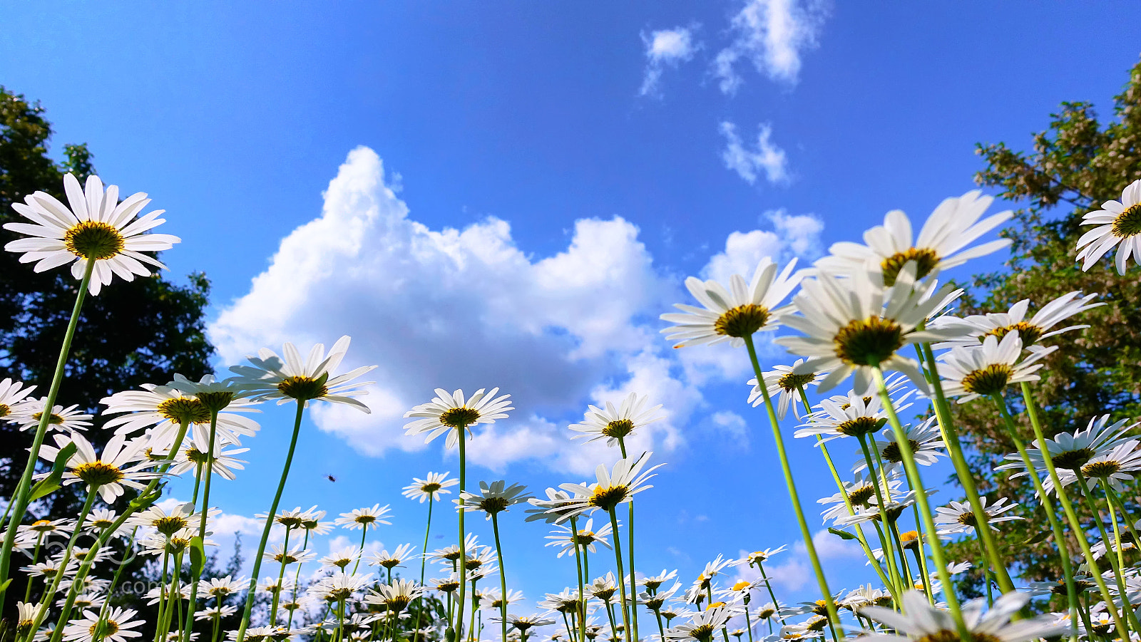 Sony DSC-RX100M5 sample photo. Summer field with daisies photography