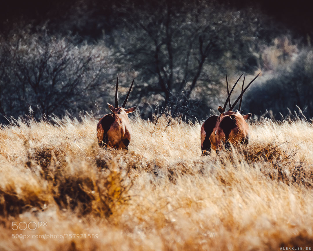 Canon EOS 7D Mark II sample photo. Interlaced horns photography