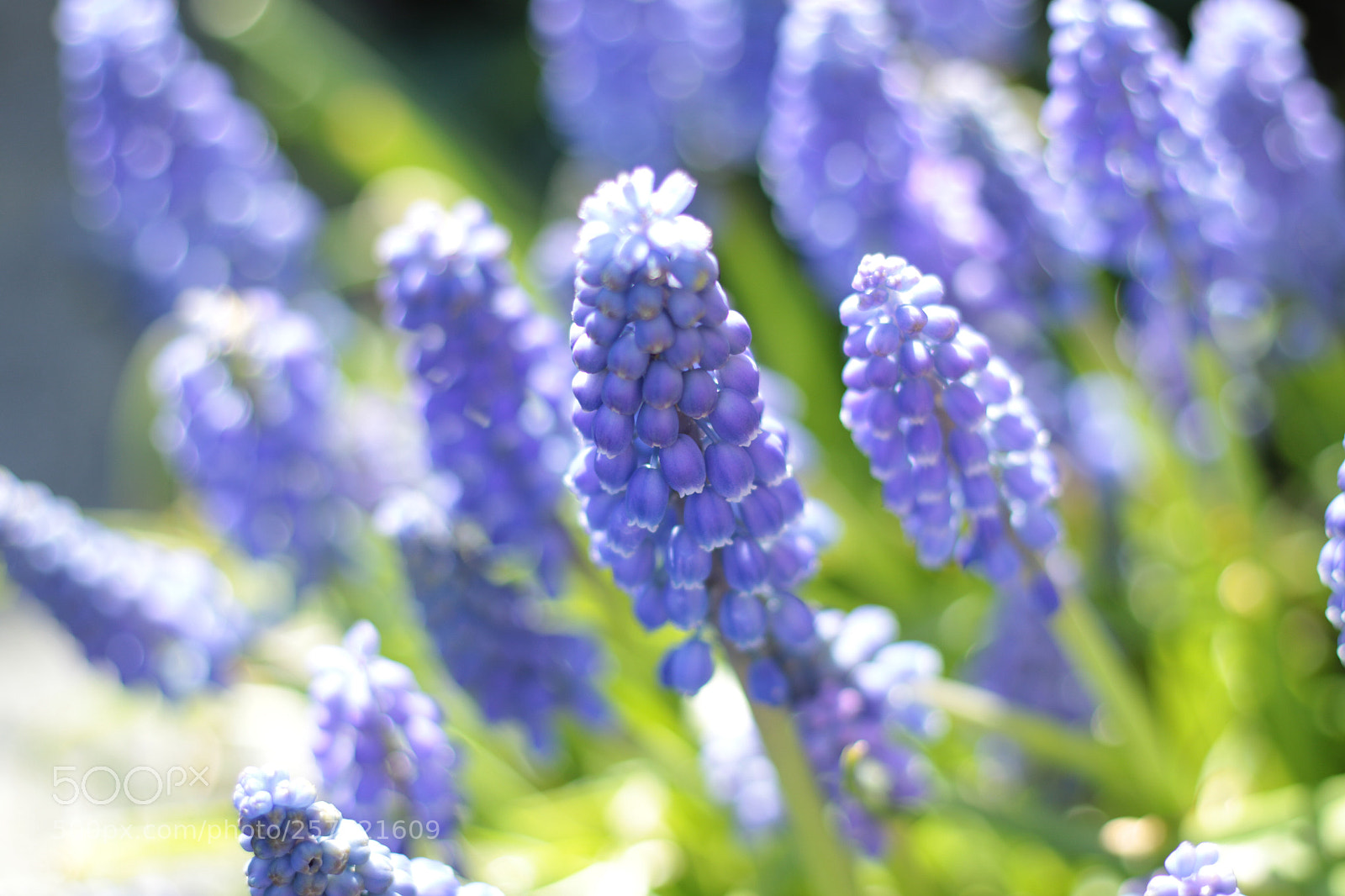 Canon EOS 7D Mark II sample photo. Untitled photography