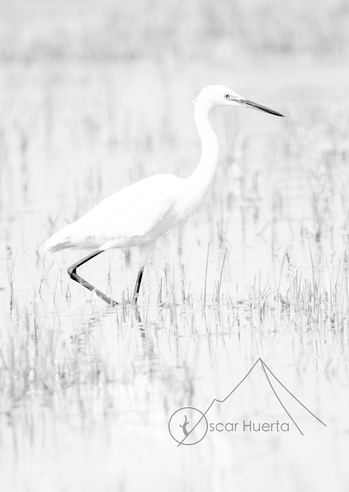Olympus OM-D E-M1 Mark II sample photo. Thin black& white photography