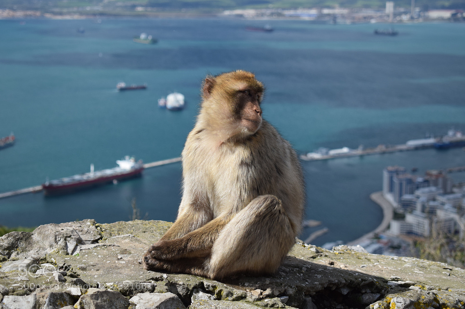 Nikon D5300 sample photo. Monkey with a view photography