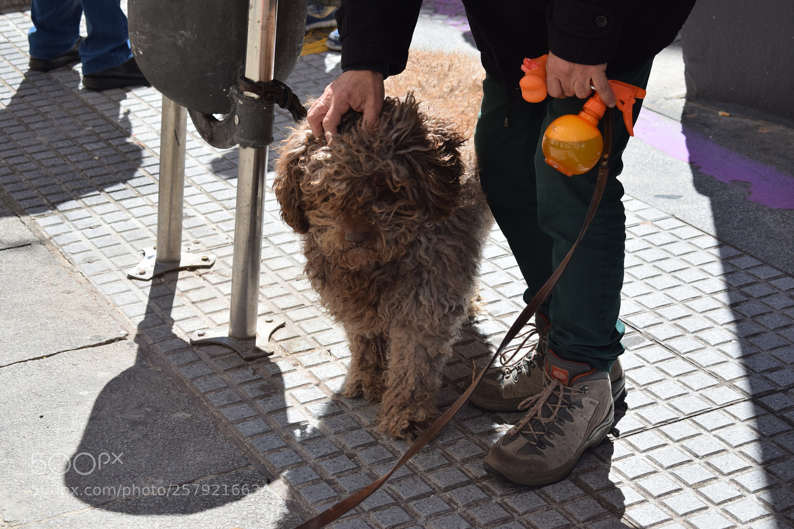Nikon D5300 sample photo. Brown curly dog photography
