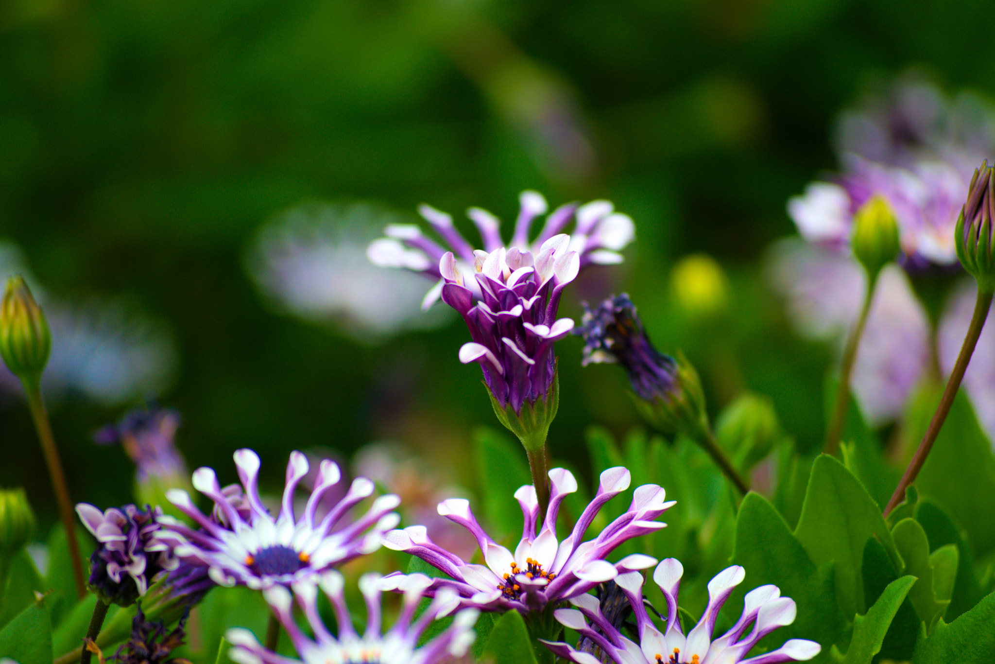 Nikon D3300 sample photo. Weird bloom photography