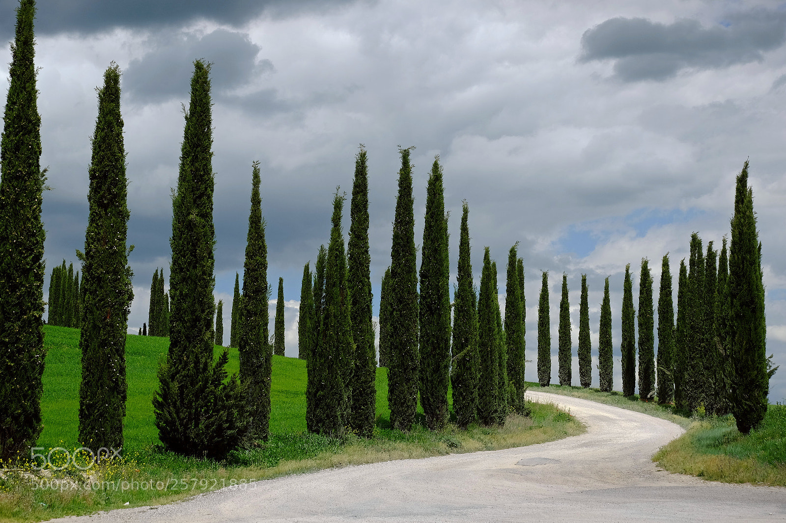 Fujifilm X-M1 sample photo. Road with cypresses photography