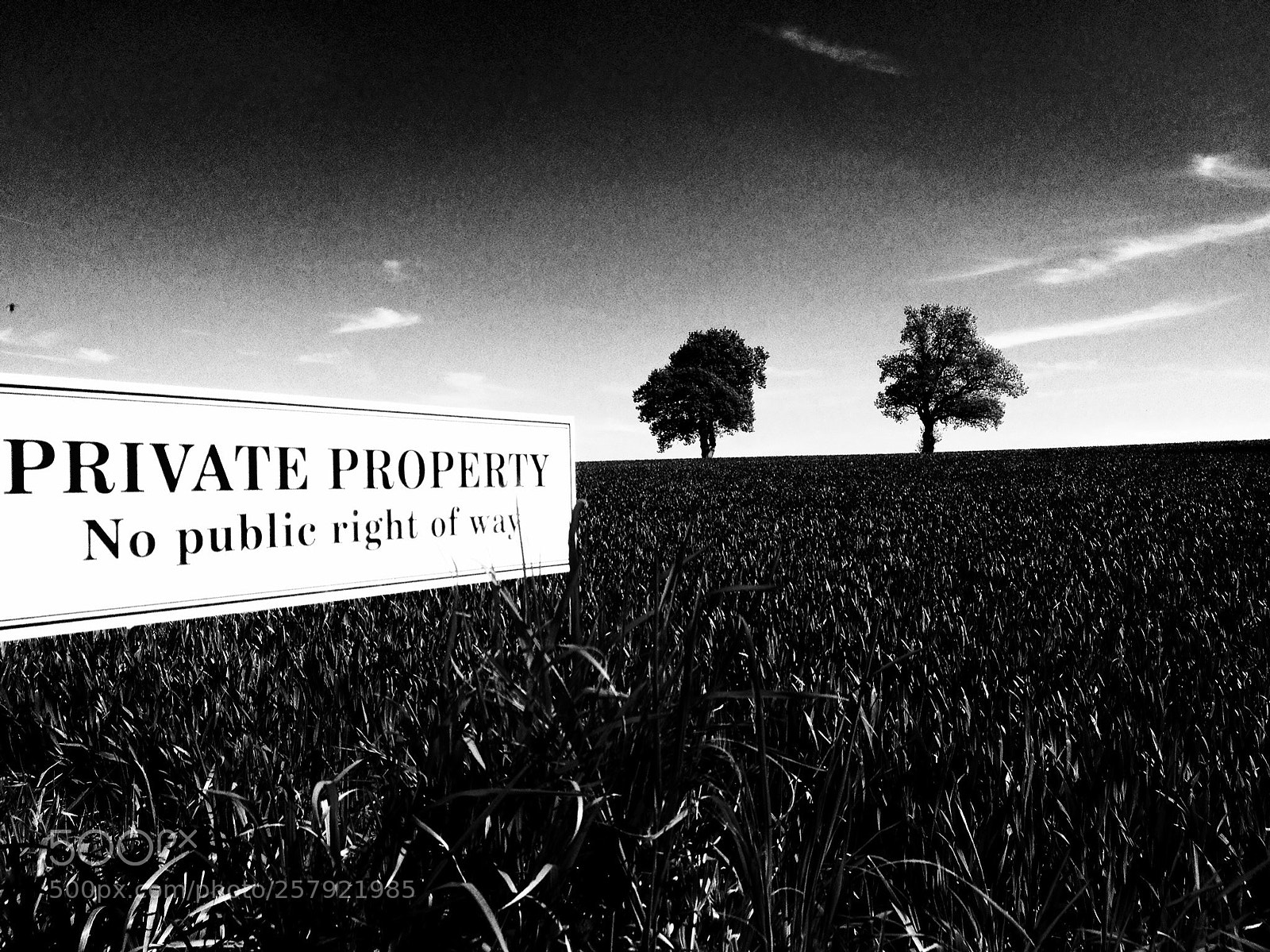 Apple iPhone 4S sample photo. 2trees@ludford photography