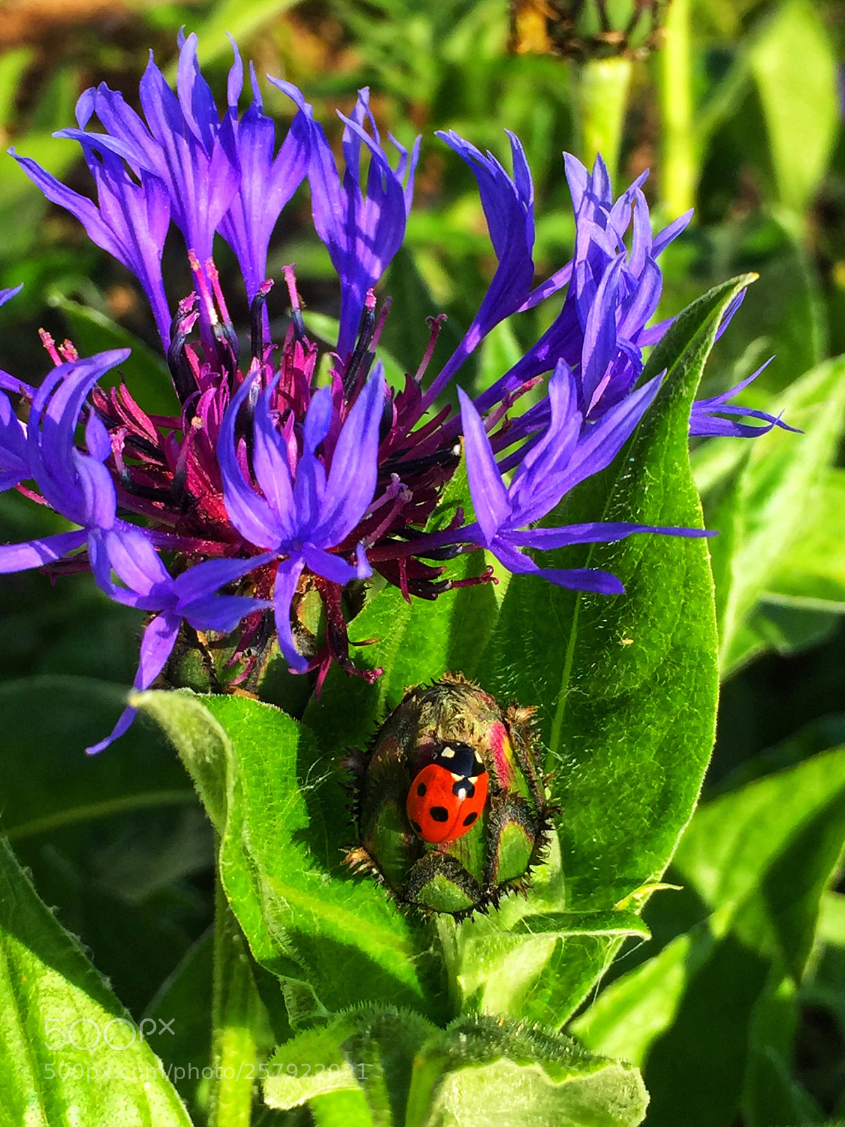 Apple iPhone 6 sample photo. Ladybird on a cornflower  photography