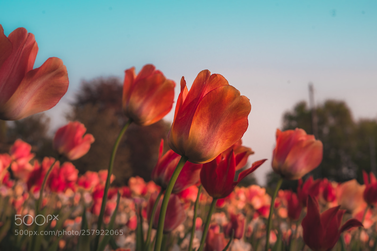 Sony a7 II sample photo. Spring is here photography