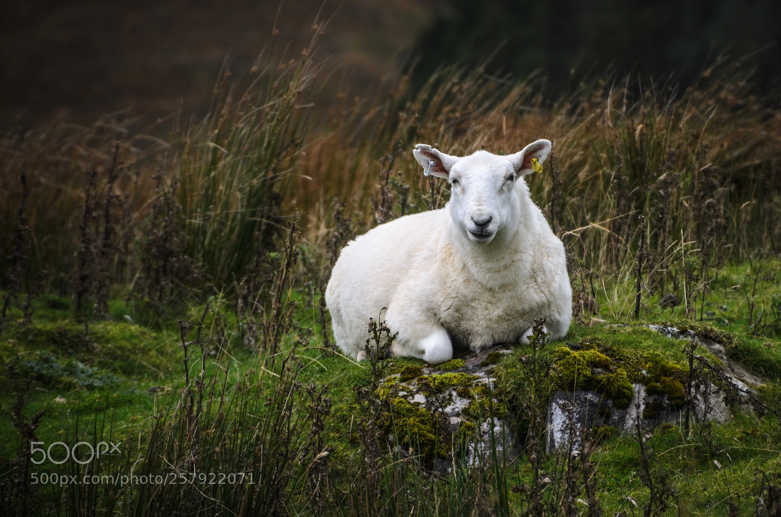 Nikon D5100 sample photo. Sheep lazy afternoon photography
