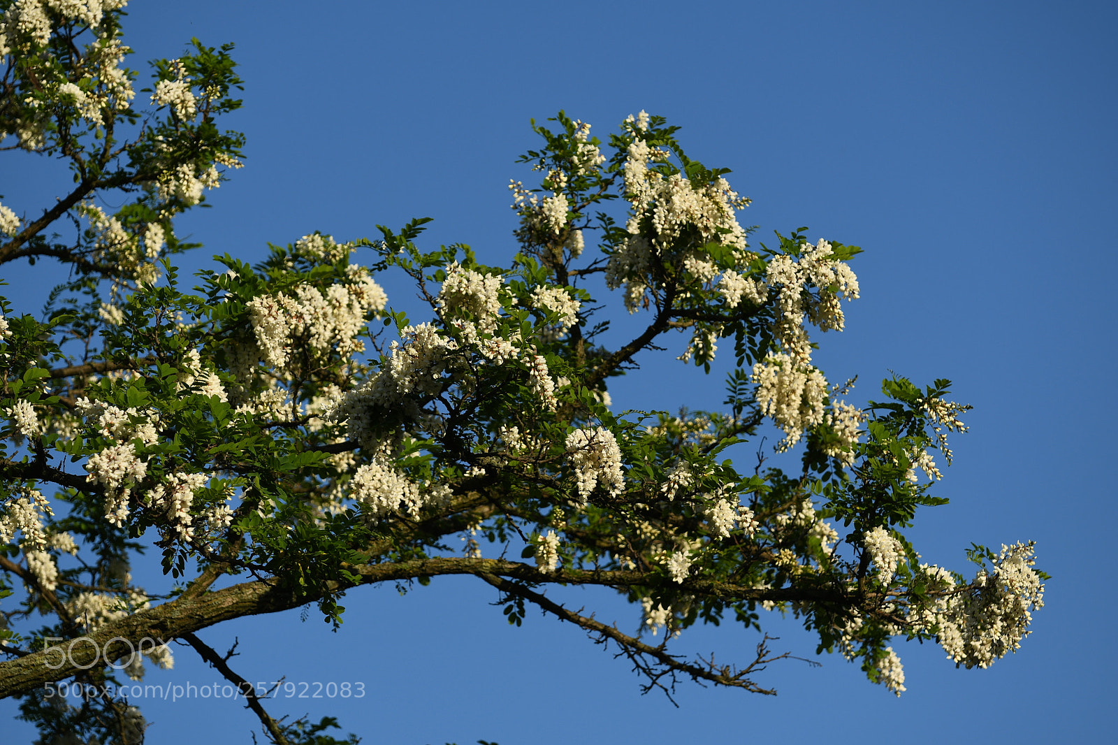 Nikon D7500 sample photo. Summer is just around photography