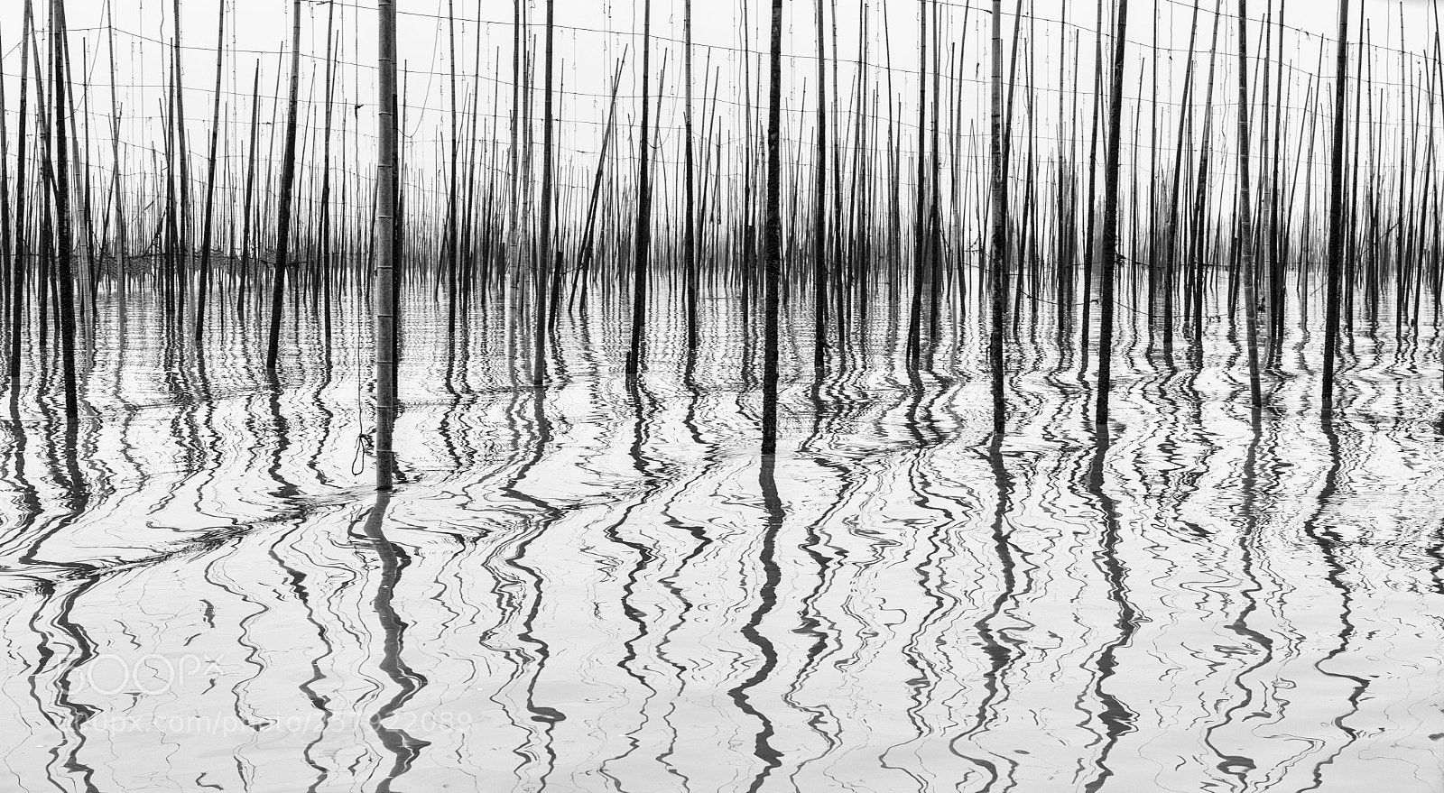 Nikon D750 sample photo. Bamboo photography