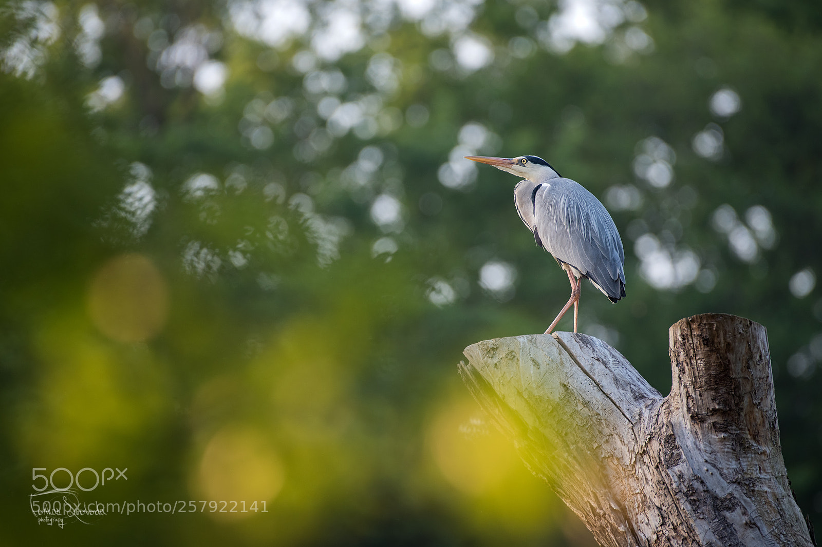 Nikon D750 sample photo. The grey heron ardea photography