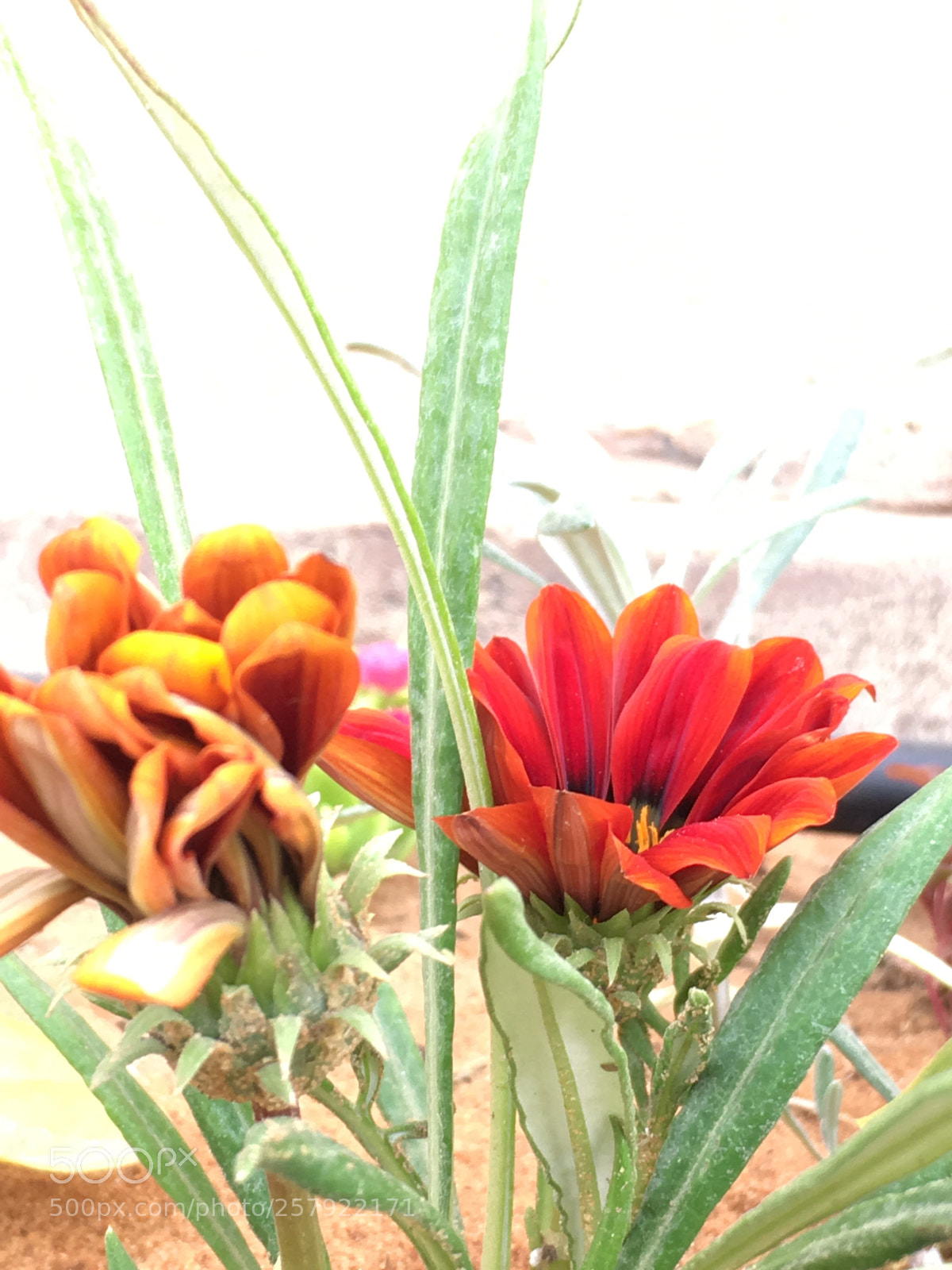 Apple iPhone 6s sample photo. Untitled photography